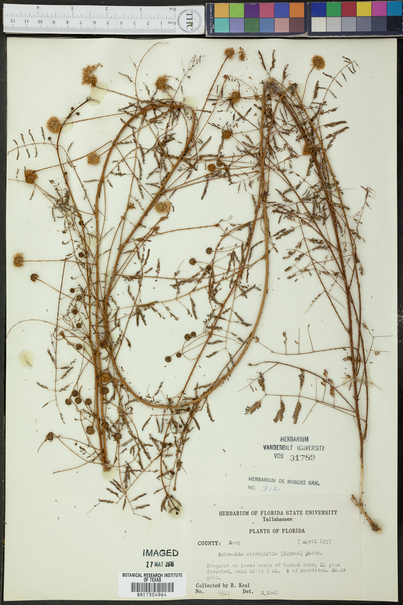 Mimosa microphylla image