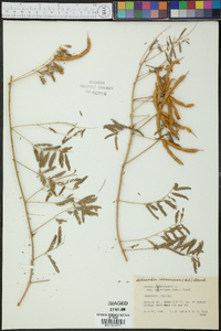 Mimosa roemeriana image