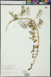 Schrankia unicinata image