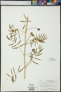 Schrankia unicinata image