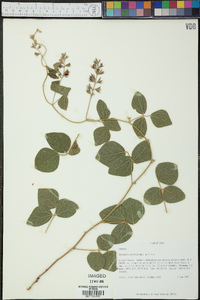 Rhynchosia latifolia image