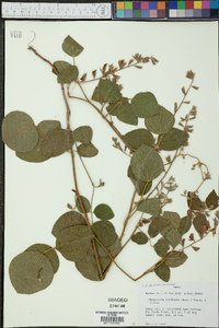 Rhynchosia latifolia image