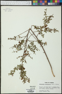 Rhynchosia cytisoides image