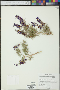 Psorothamnus fremontii image