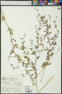 Pediomelum tenuiflorum image