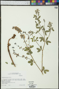 Pediomelum tenuiflorum image