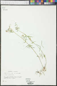 Vicia minutiflora image