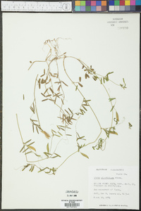 Vicia minutiflora image