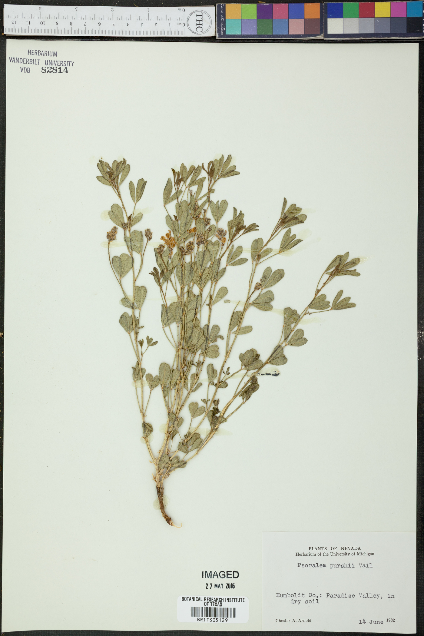 Psoralea purshii image