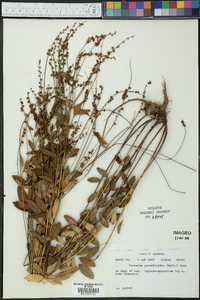 Orbexilum pedunculatum var. psoralioides image