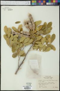 Dermatophyllum secundiflorum image