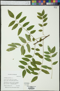 Sophora japonica image