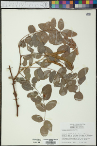 Robinia neomexicana image