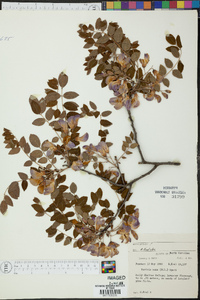 Robinia nana image