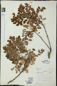 Robinia nana image