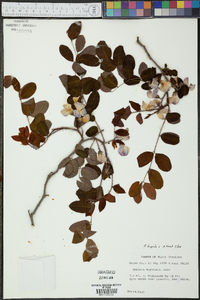 Robinia hispida image