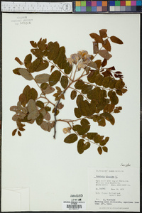 Robinia hispida image