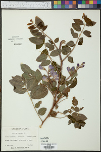 Robinia hispida image