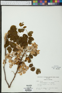 Robinia hispida var. hispida image