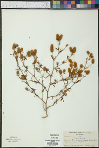 Trifolium arvense image