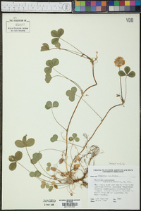 Trifolium calcaricum image