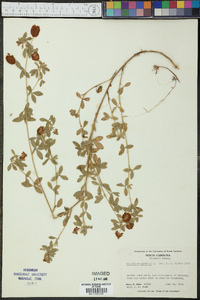 Trifolium aureum image