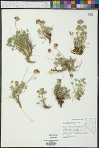 Trifolium andersonii subsp. beatleyae image