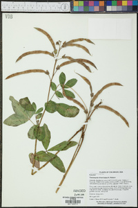 Thermopsis divaricarpa image