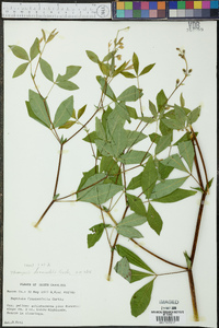 Thermopsis fraxinifolia image