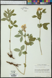 Thermopsis divaricarpa image