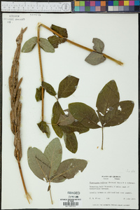 Thermopsis villosa image