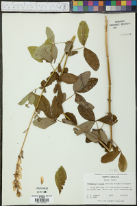 Thermopsis villosa image