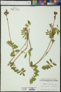 Tephrosia spicata image