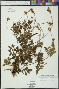 Tephrosia spicata image