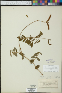 Tephrosia spicata image