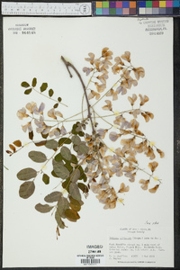 Robinia elliottii image