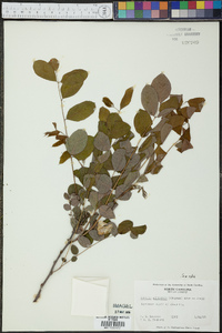 Robinia elliottii image