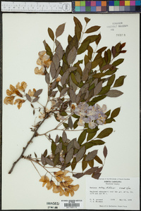 Robinia kelseyi image