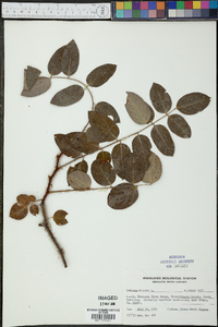 Robinia hispida image