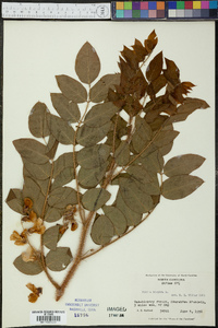 Robinia hispida image