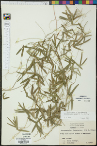 Strophostyles leiosperma image