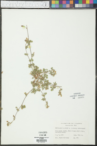Trifolium filiforme image