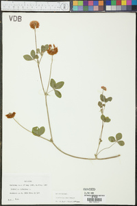 Trifolium hybridum image