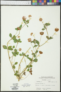 Trifolium hybridum image