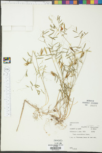 Vicia minutiflora image