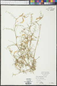 Vicia pulchella image