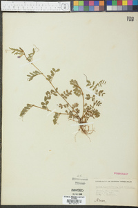 Vicia sativa subsp. nigra image