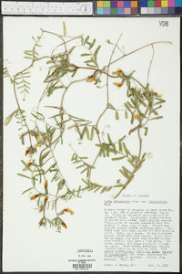 Vicia grandiflora var. kitaibeliana image