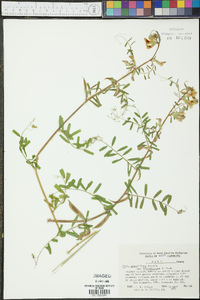 Vicia grandiflora image