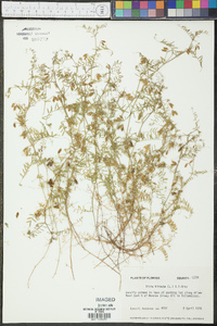 Vicia hirsuta image